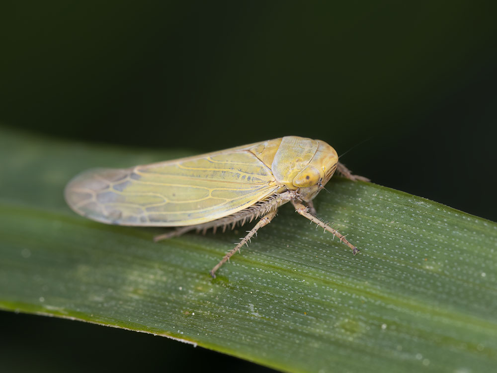 Aiuto identificazione